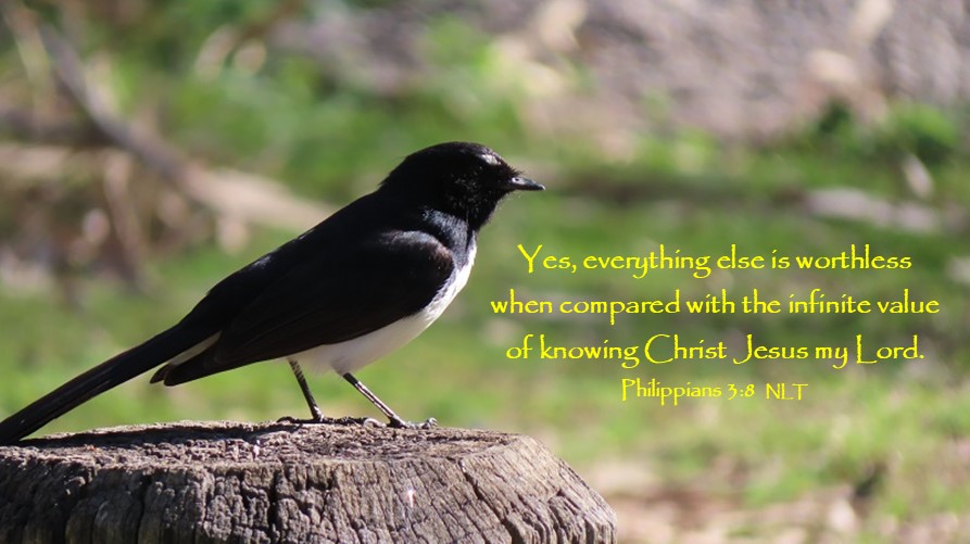 Willy Wagtail with text from Philippians 3:8